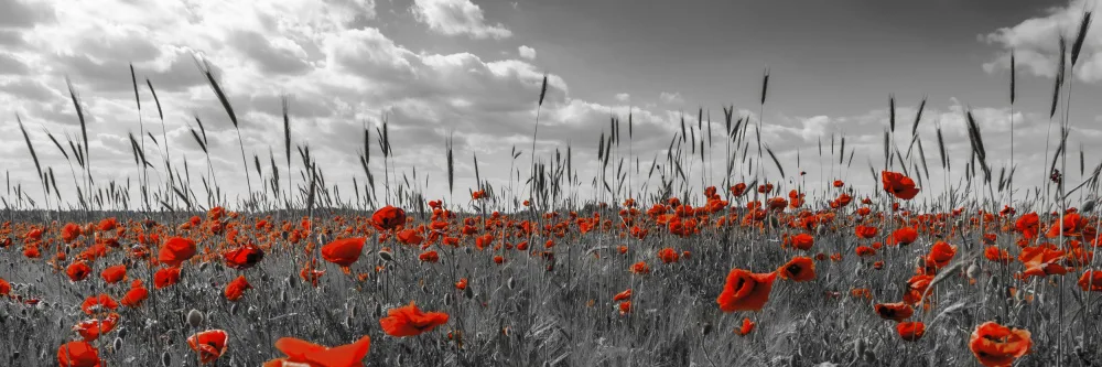Viola, Melanie: Campo di papaveri in colorkey
