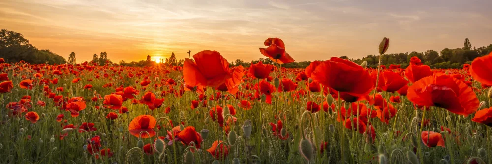 Viola, Melanie: Setting sun in field of poppies | Panoramic