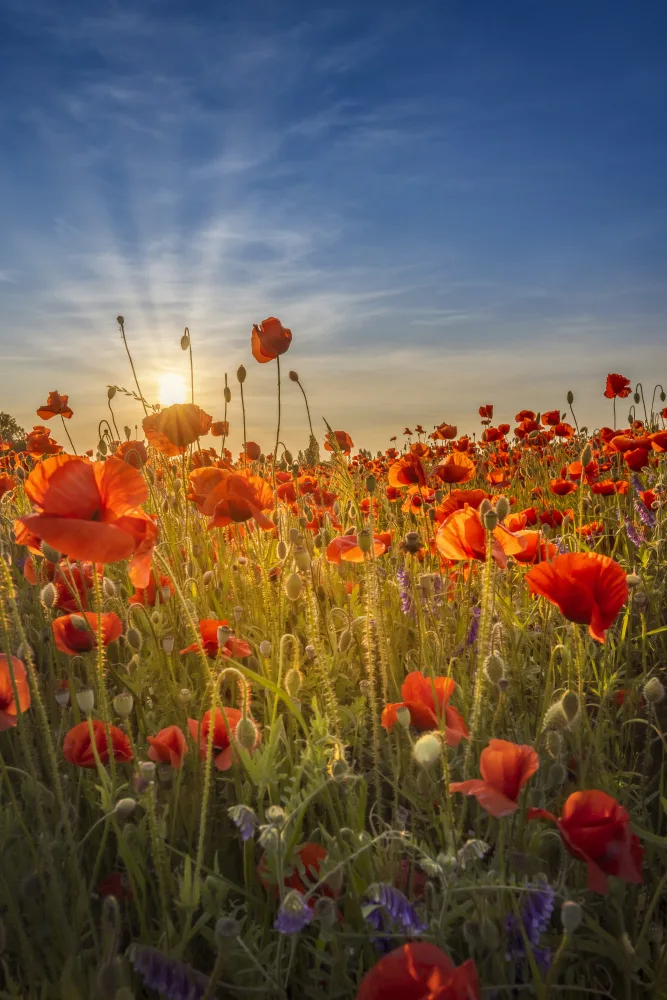Viola, Melanie: Gorgeous sunset in a poppy field
