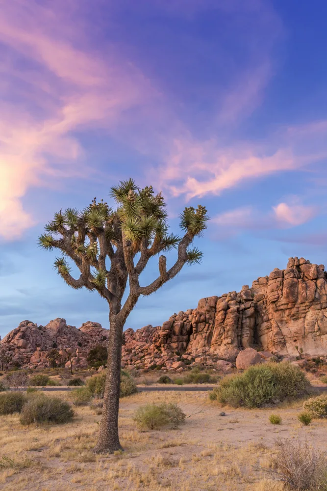 Viola, Melanie: Večerní atmosféra Joshua Tree