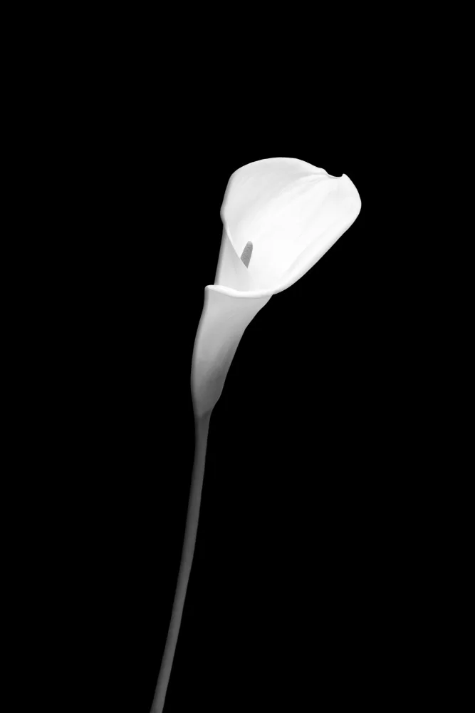 Viola, Melanie: Calla | disegno scuro