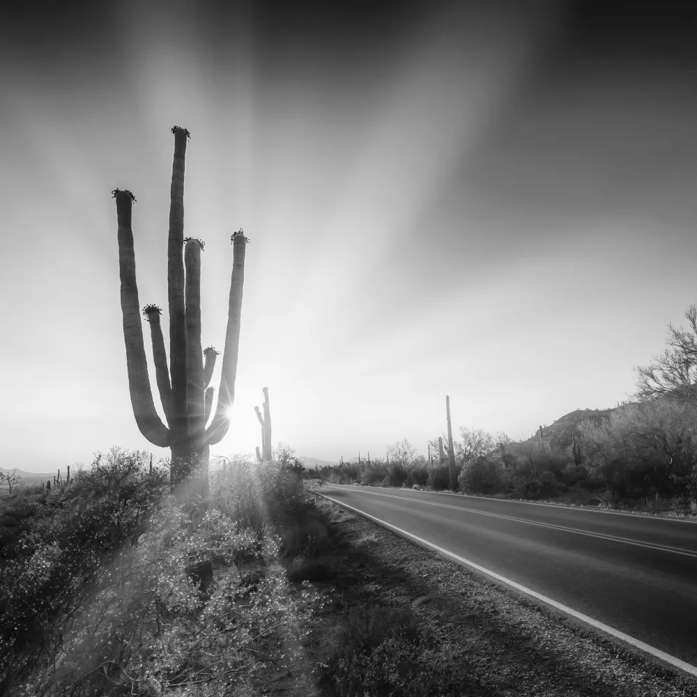 Viola, Melanie: SAGUARO NATIONAL PARK Setting Sun | Monochrome