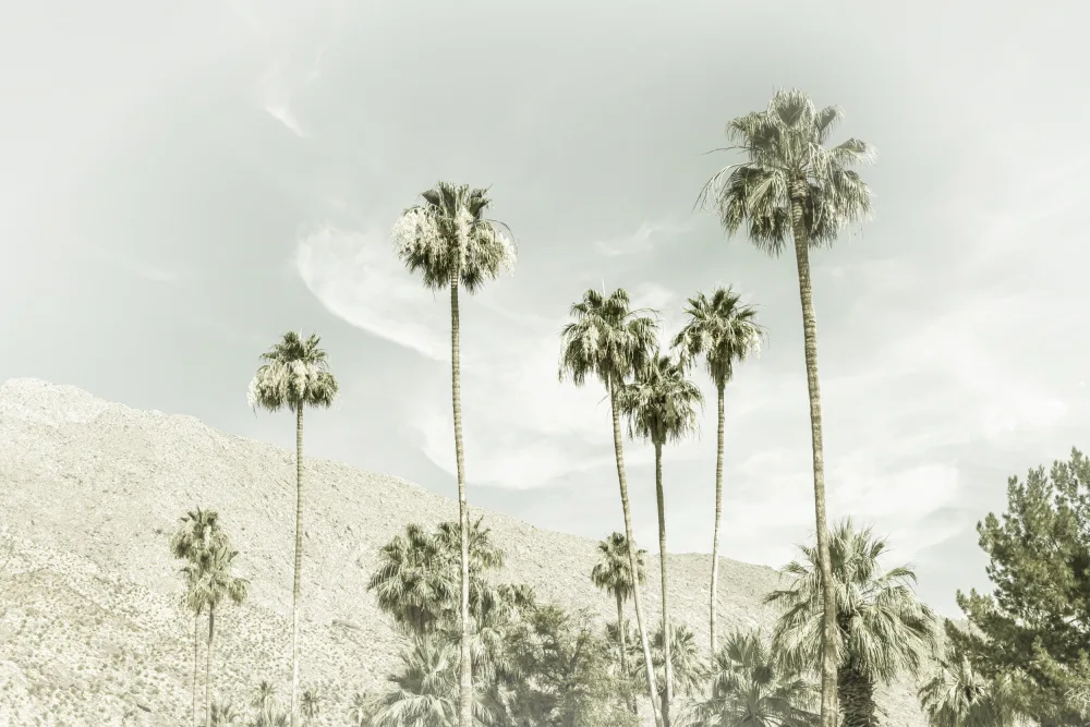 Viola, Melanie: Palme nel deserto | Vintage ▾