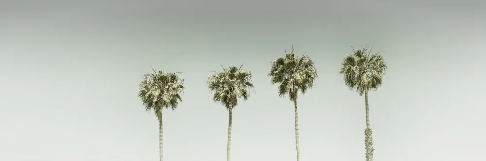 Viola, Melanie: Palme d'epoca panoramiche