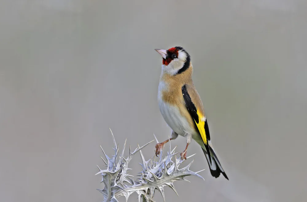 Waldmann, Shlomo: Straight Goldfinch