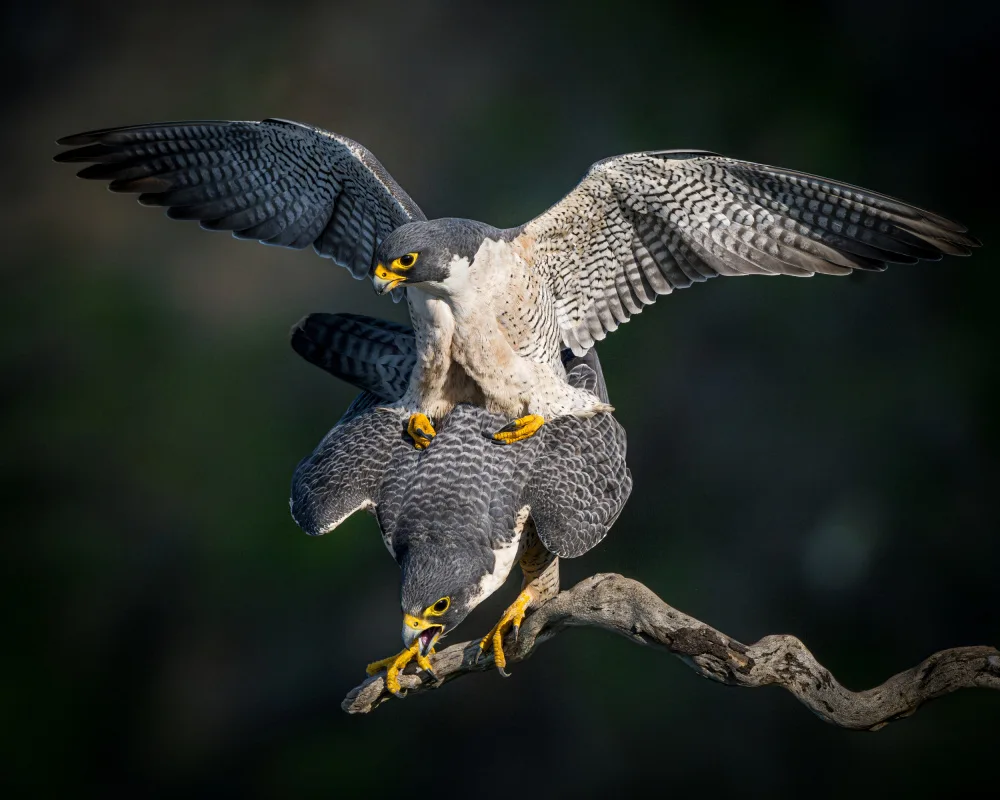 Li, Wanghan: Happy Moment - Peregrine Falcons