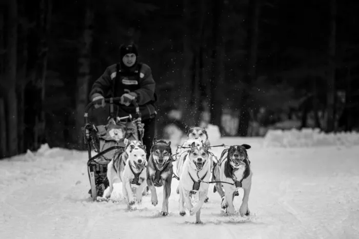 Ni, Xiaolin: Carreras de trineos tirados por perros Kearney