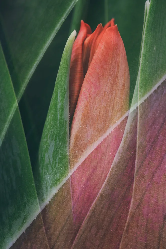 Lennartsson, Johan: Tulip
