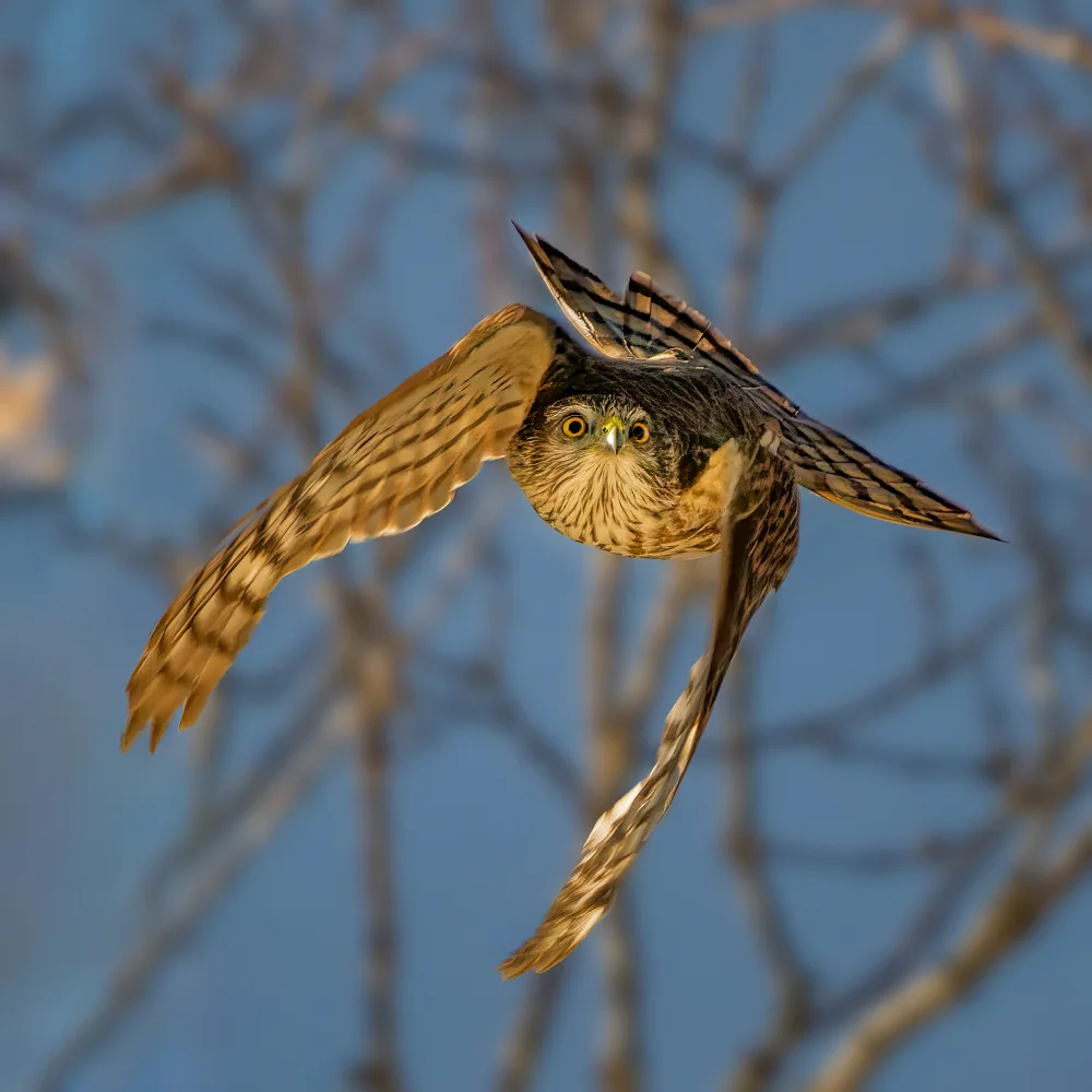 Xu, Jian: Acrobat dancer in air (Sharp shinned hawk)