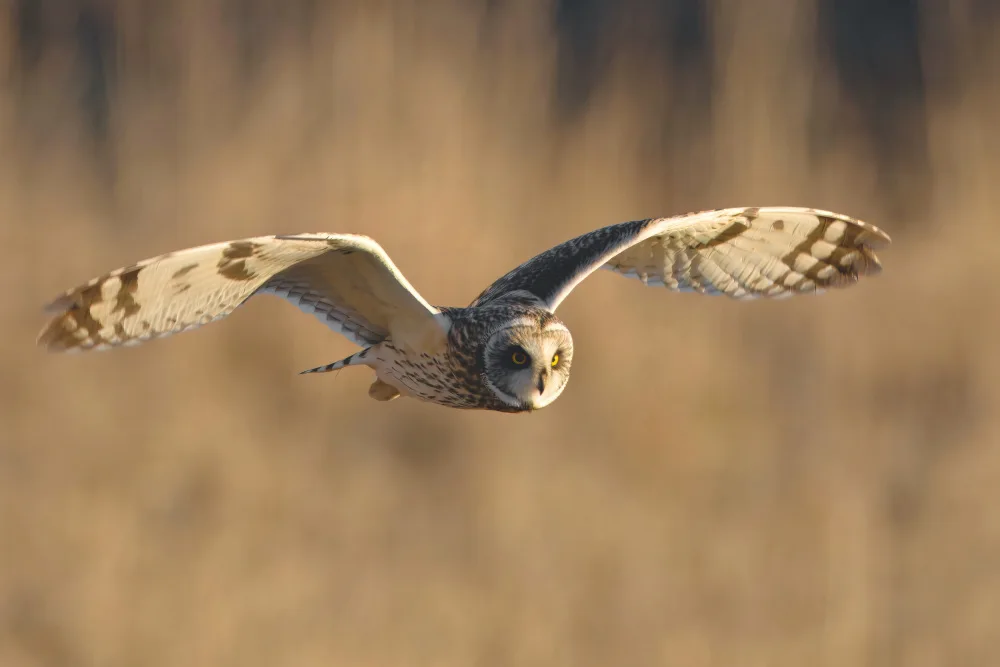 Lam, Gavin: Short-eared Owl