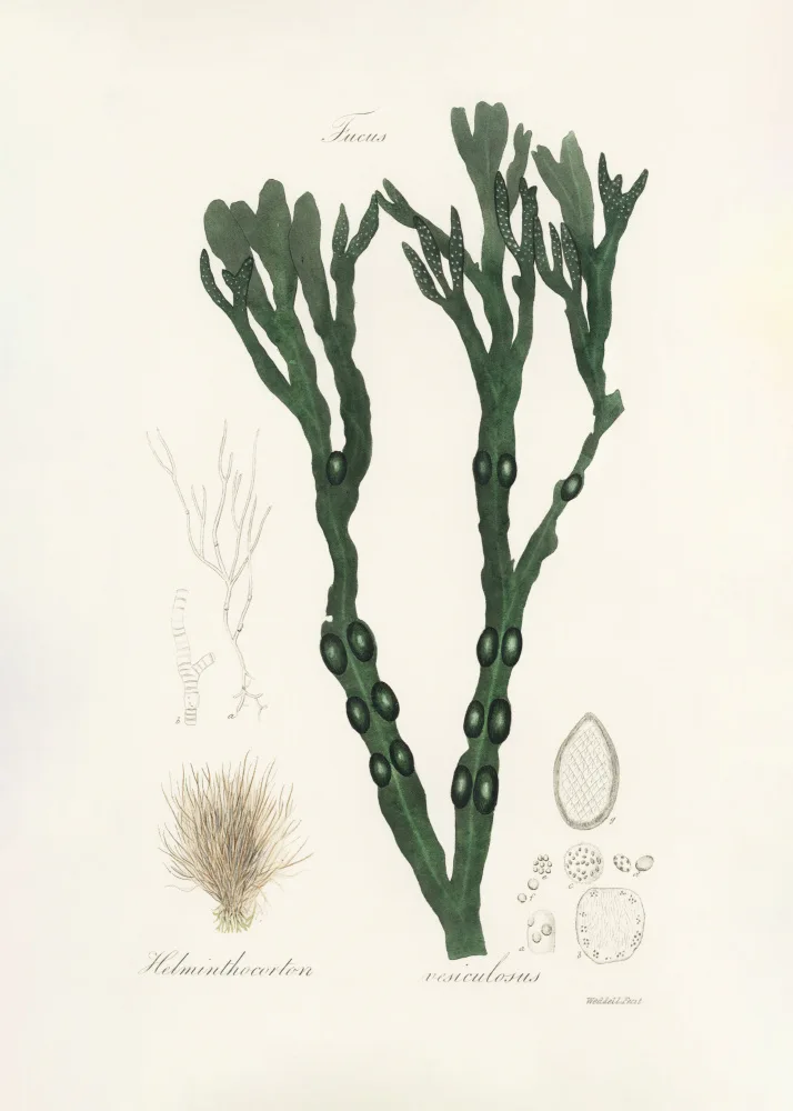and, Stephenson John: Fucus vésical (fucus vesiculosus) Botanique Médicale