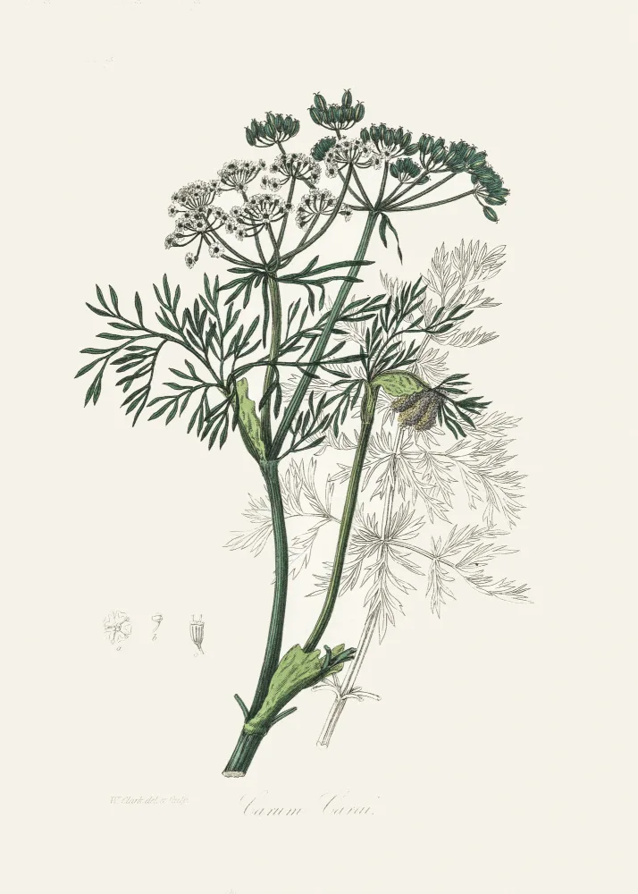 and, Stephenson John: Carvi (carum Carui) Botanique Médicale