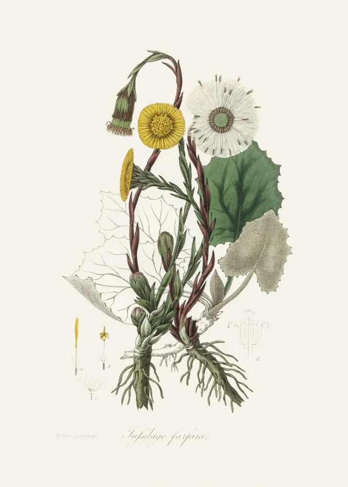 and, Stephenson John: Tussilage (tussilago Farfara) Botanique Médicale