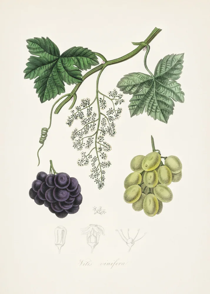 and, Stephenson John: Vigne commune (vitis Vinifera) Botanique Médicale