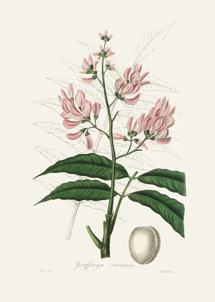 and, Stephenson John: Geoffroya Inermis Botanique Médicale