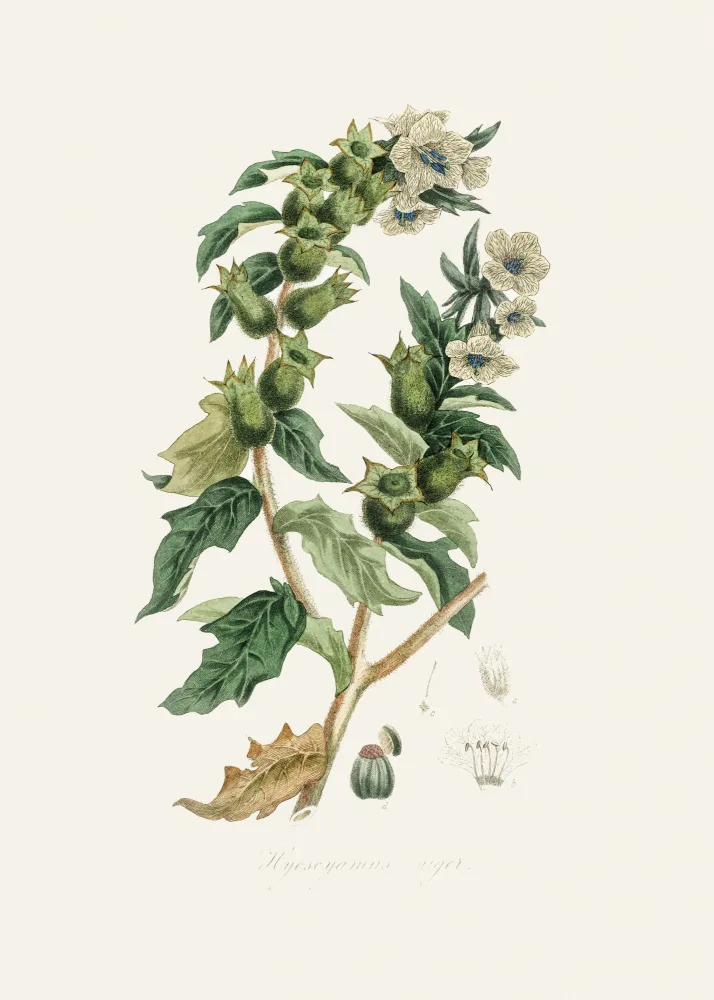 and, Stephenson John: Giusquiamo (hyoscyamus Niger) Botanica medica