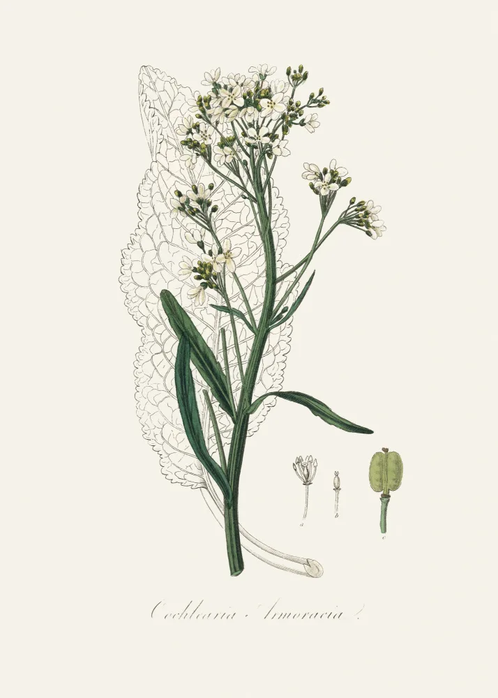 and, Stephenson John: Raifort (cochlearia Armoracia) Botanique Médicale