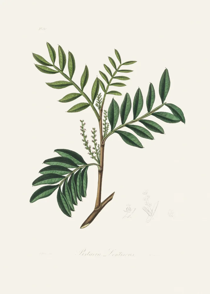 and, Stephenson John: Lentisk (pistacia Lenitiscus) Medical Botany