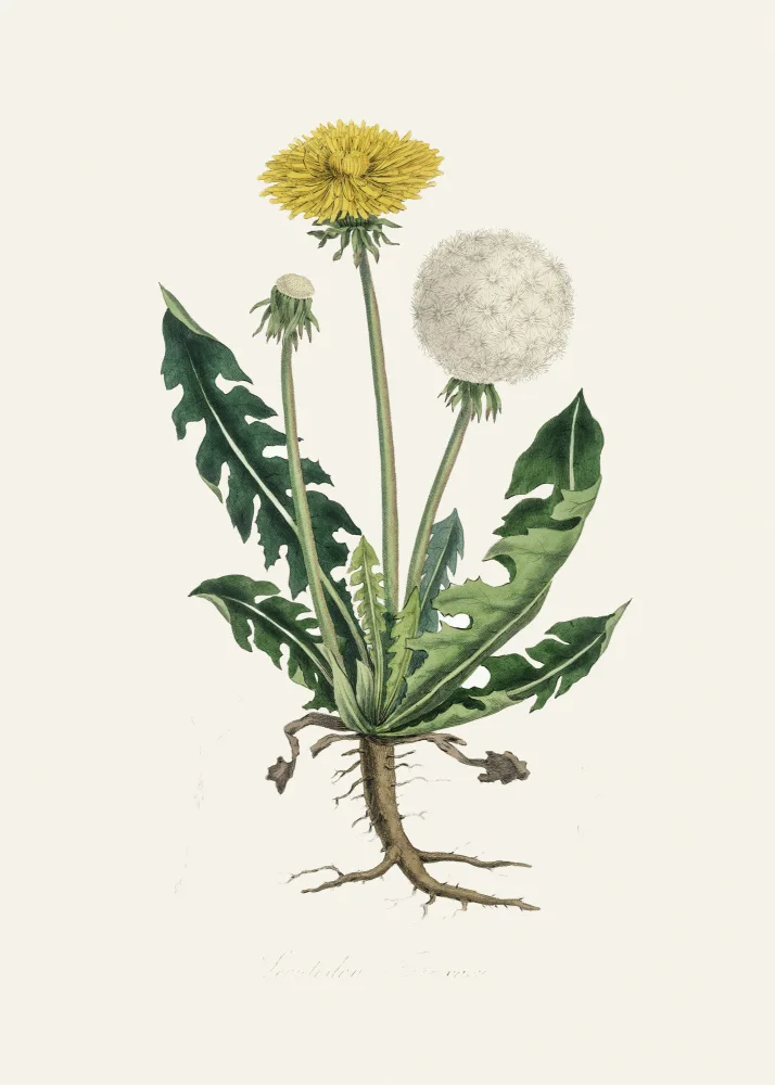 and, Stephenson John: Botanique Médicale Leontodon Taraxacuma