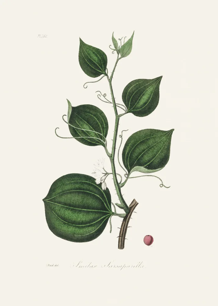and, Stephenson John: Lmilax Larsaparilla Botanique Médicale