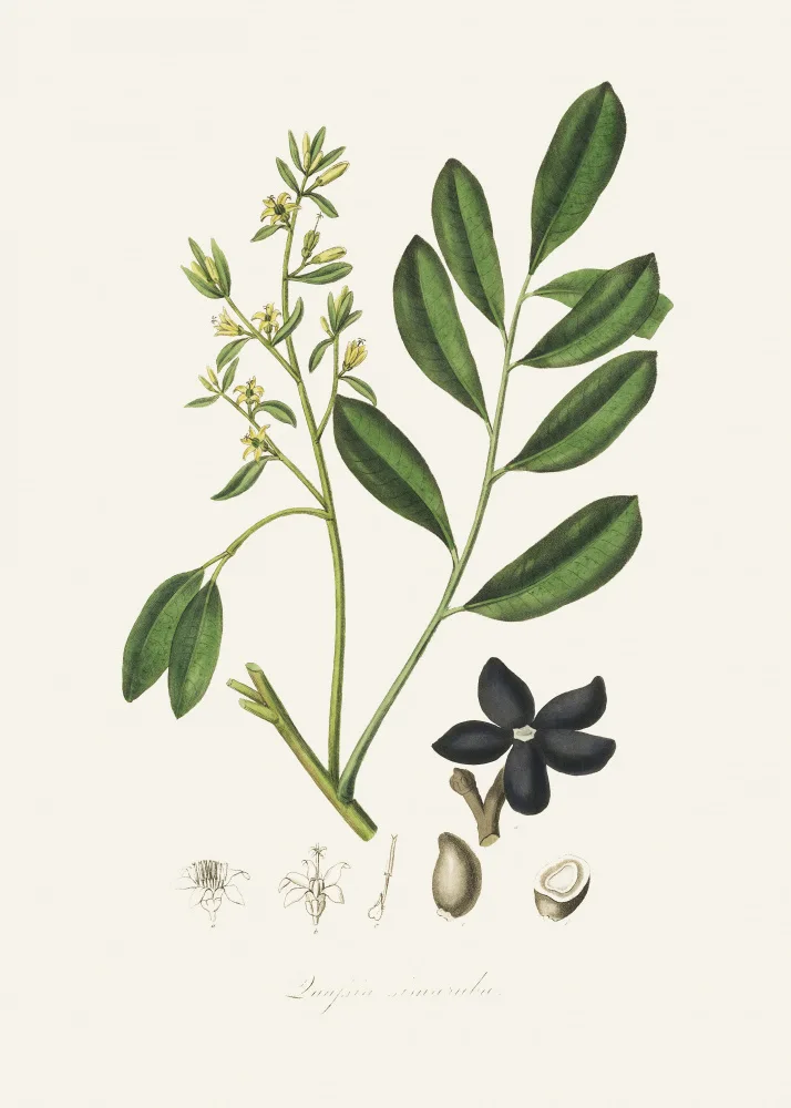 and, Stephenson John: Botanique Médicale Lualsia Simarula