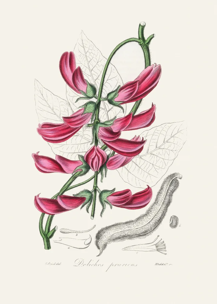 and, Stephenson John: Mucuna Pruriens (dolichos Pruriens) Botanique Médicale
