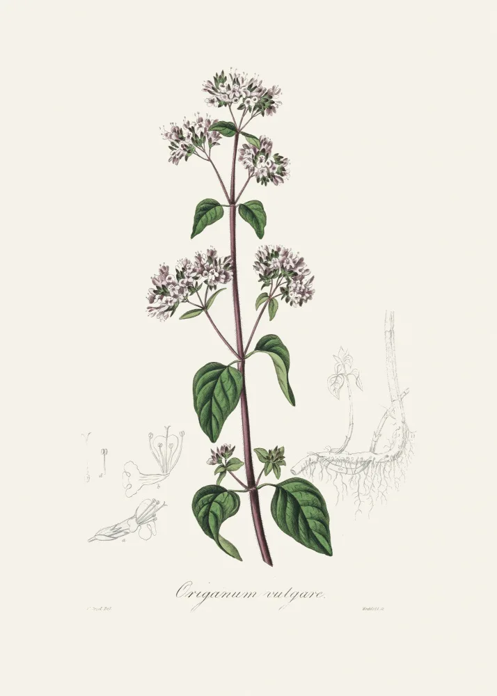 and, Stephenson John: Oregano (origanum Vulgare) Medical Botany