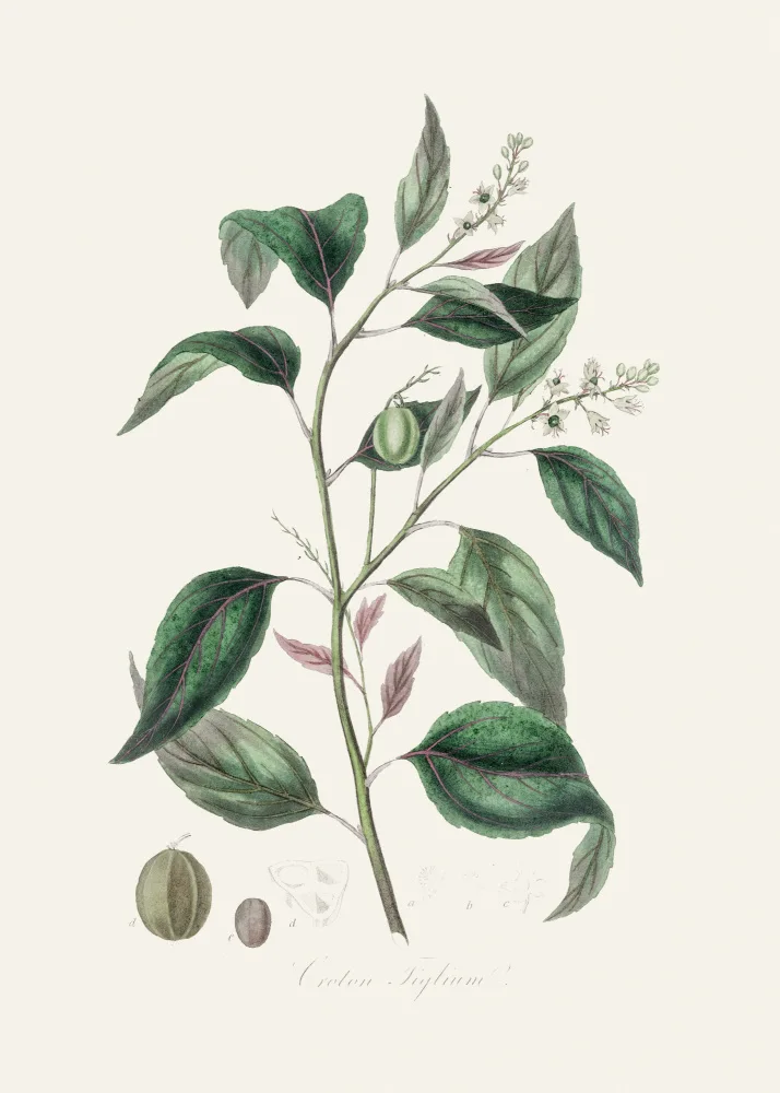 and, Stephenson John: Purging Croton (croton Tiglium) Medical Botany