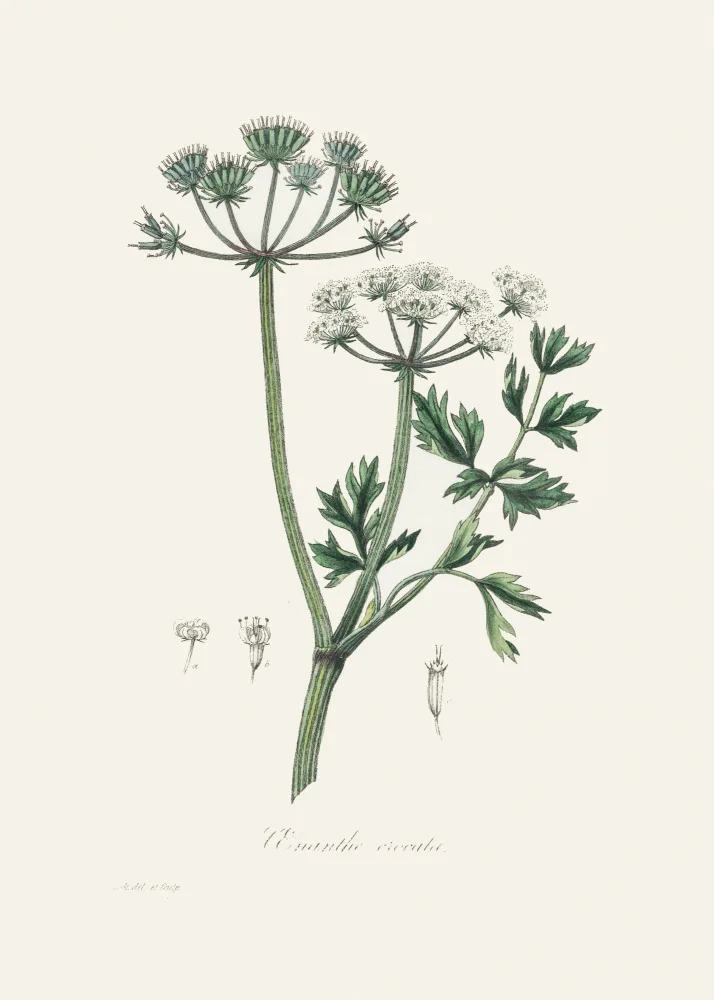 and, Stephenson John: Goutte d'eau (onanthe Grocata) Botanique Médicale