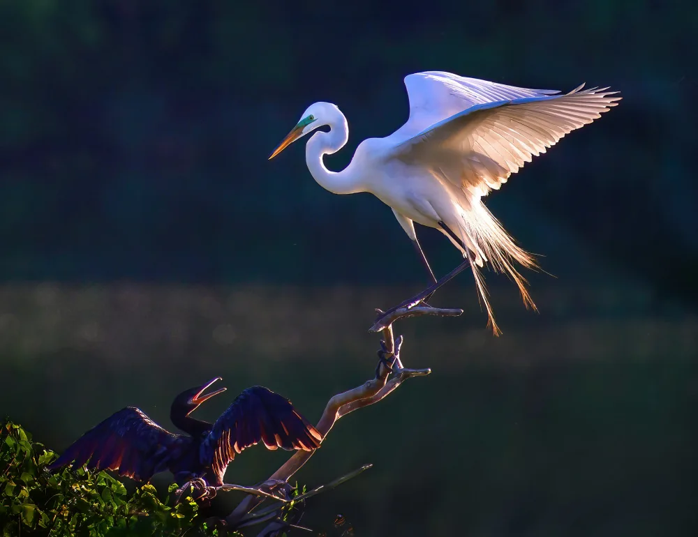 Gong, Yun: Talking between different bird species