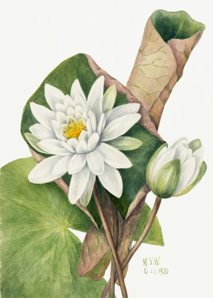 Walcott, Vaux Mary: American Waterlily (1920)