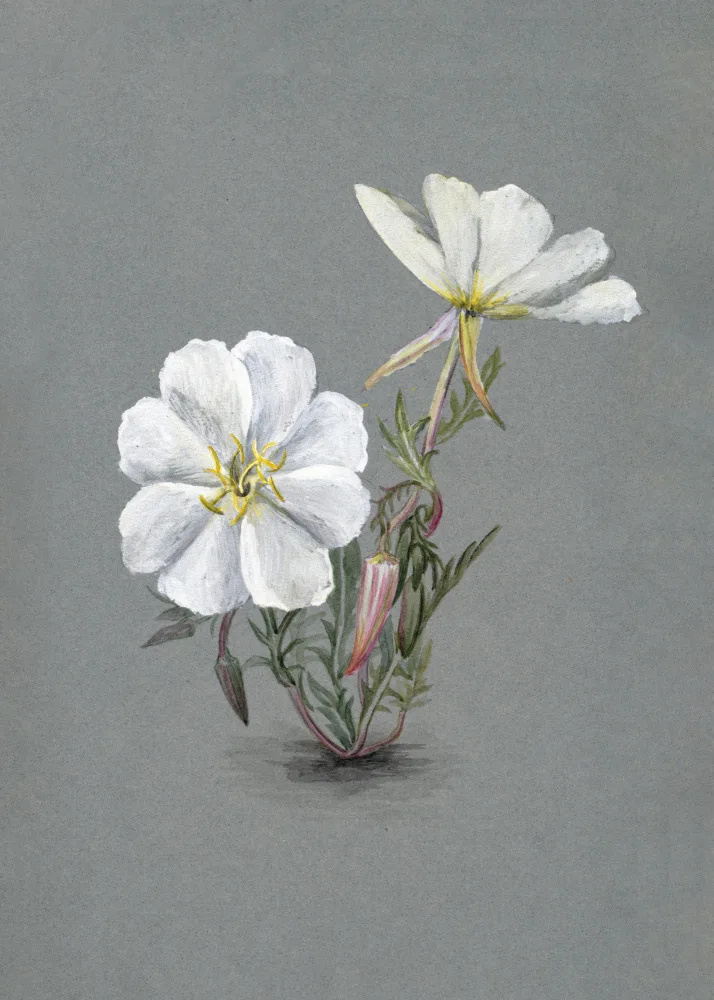 Walcott, Vaux Mary: Giant Helleborine (1880)