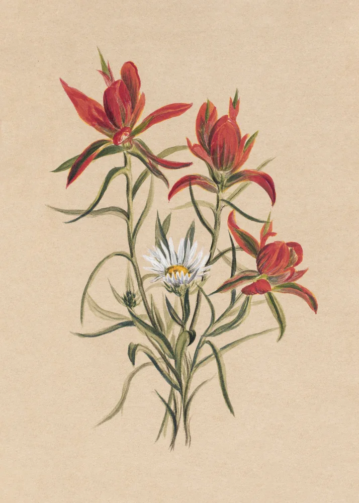 Walcott, Vaux Mary: Indian Paintbrush (1883)