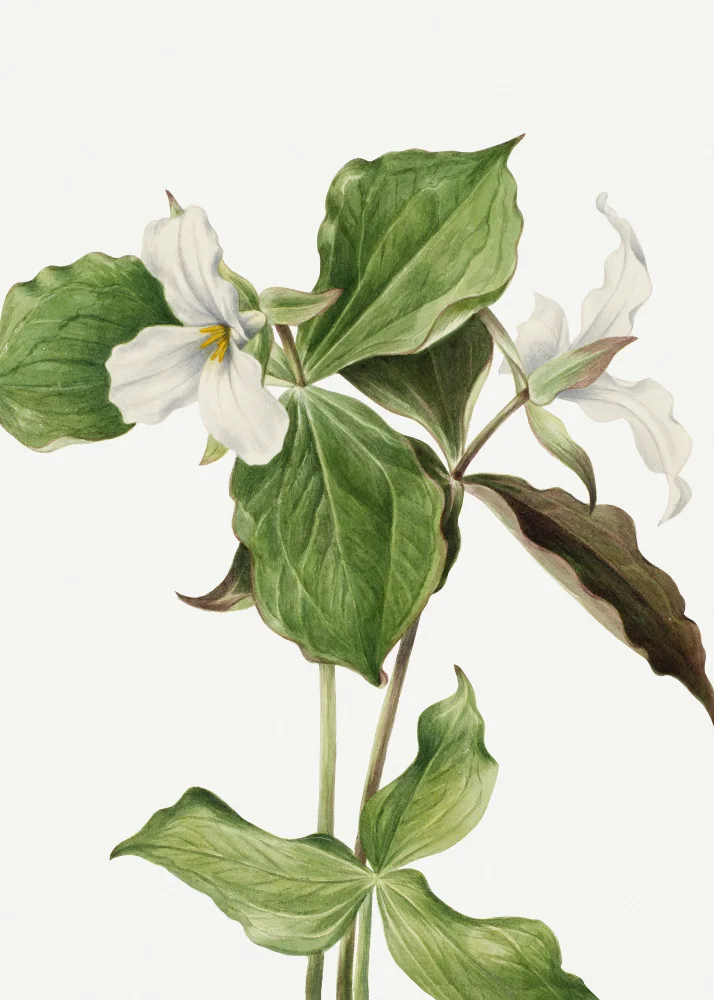 Walcott, Vaux Mary: Large White Trillium
