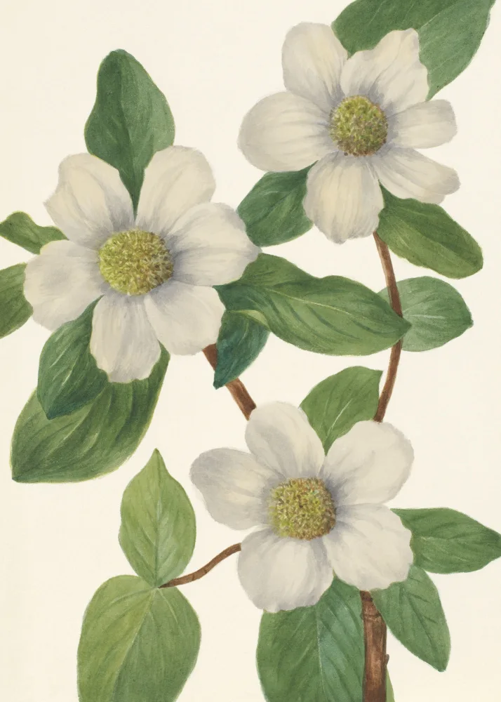 Walcott, Vaux Mary: Pacific Dogwood