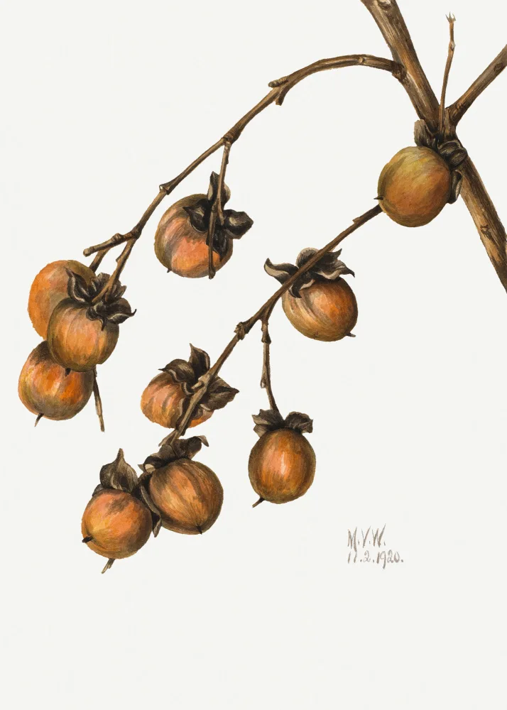 Walcott, Vaux Mary: Persimmon (1920)