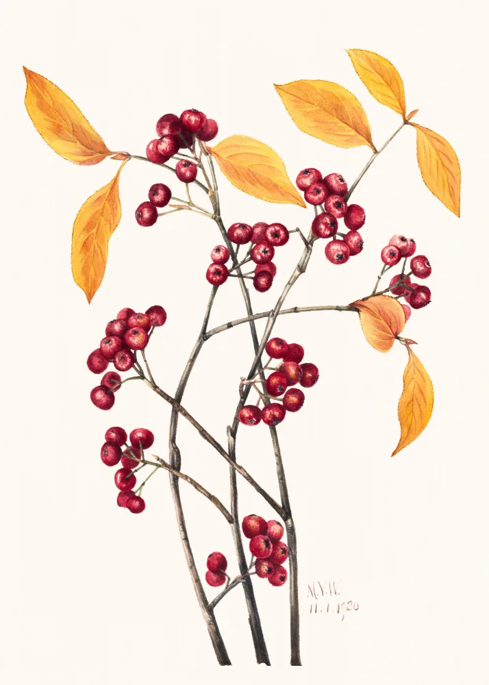 Walcott, Vaux Mary: Red Chokeberry (1920)