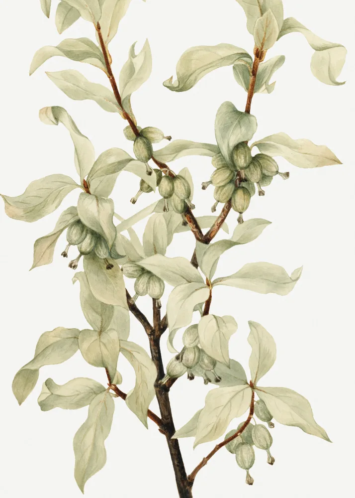 Walcott, Vaux Mary: Silverberry (1922)