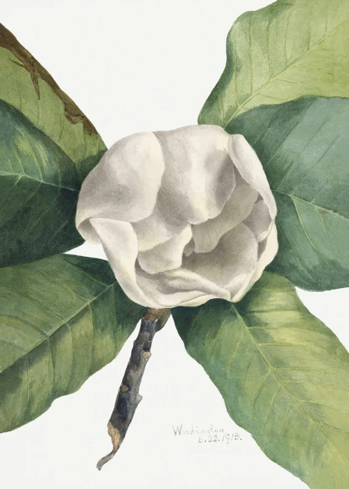 Walcott, Vaux Mary: Southern Magnolia (1918)
