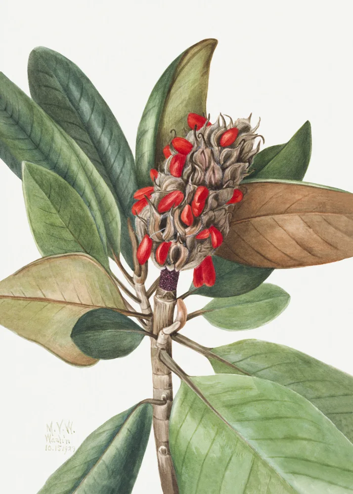 Walcott, Vaux Mary: Southern Magnolia (1923)