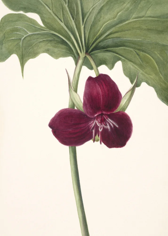 Walcott, Vaux Mary: Sweet Trillium