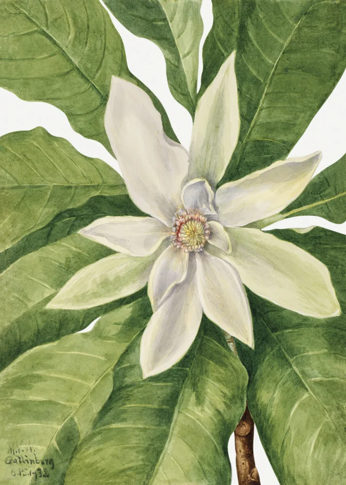 Walcott, Vaux Mary: Umbrella Tree (1932)