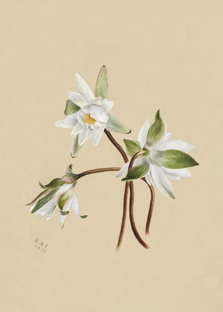 Walcott, Vaux Mary: Water Lilies (1879)