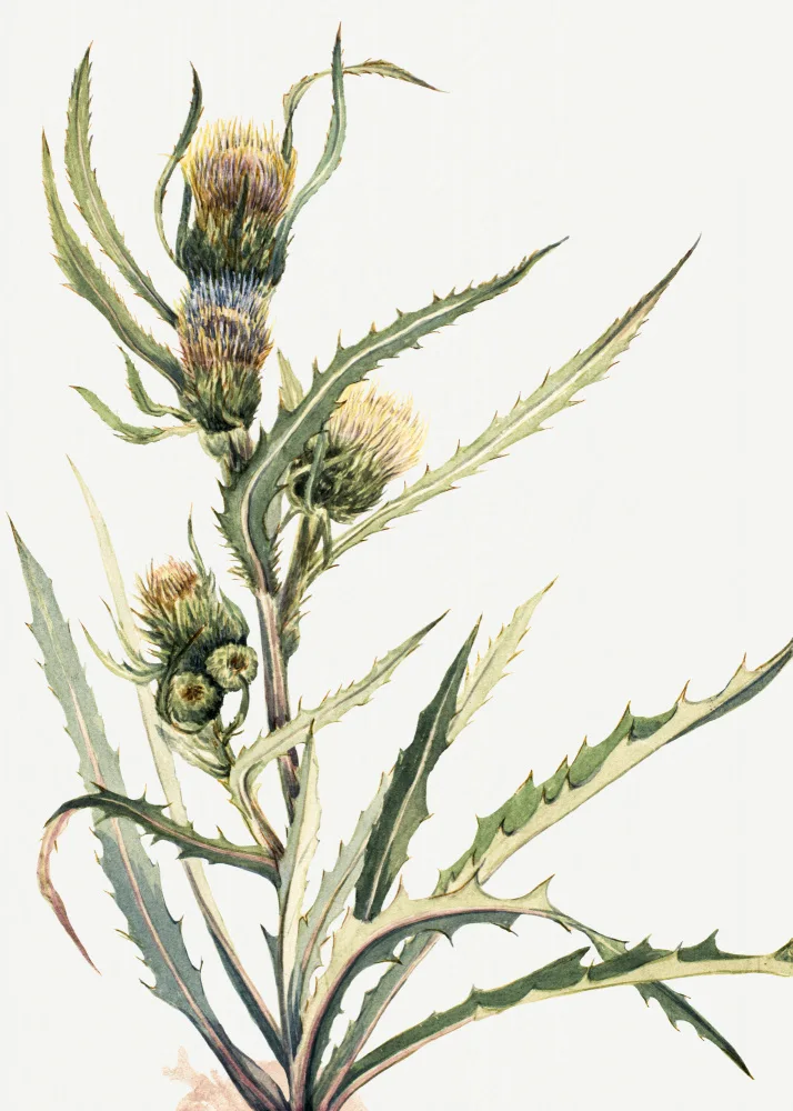 Walcott, Vaux Mary: White Thistle