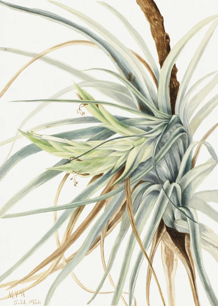 Walcott, Vaux Mary: Wild Pineapple (1921)