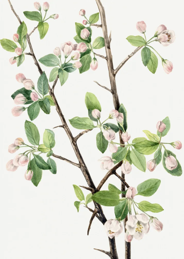 Walcott, Vaux Mary: Wild Sweet Crab (1920)