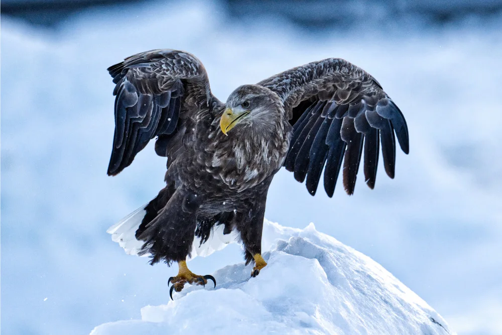 Qin, Xuemei: Águila marina de cola blanca