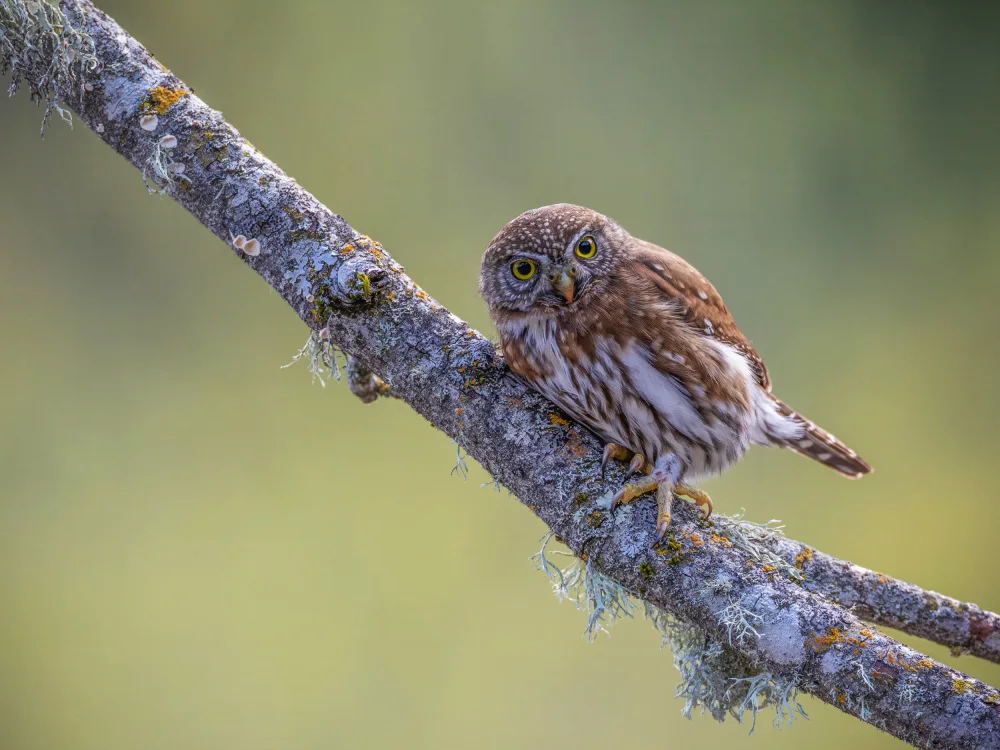 (吉星高照), Taksing: Northern Pygmy Owl