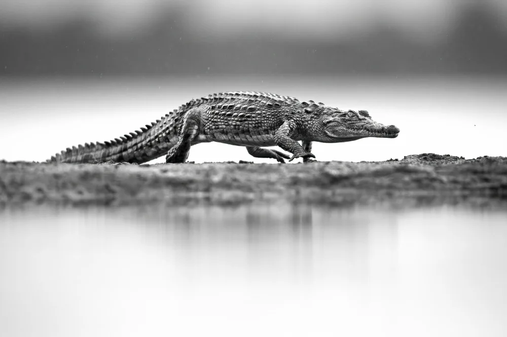 Pozzi, Marco: Croc