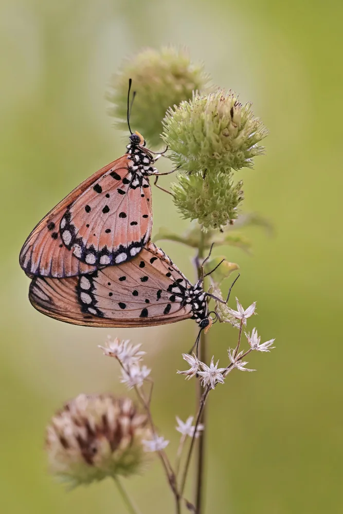 Winda, Wahyu: mating moment